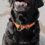 У Вінниці на пенсію провели пса-рятувальника Норіса