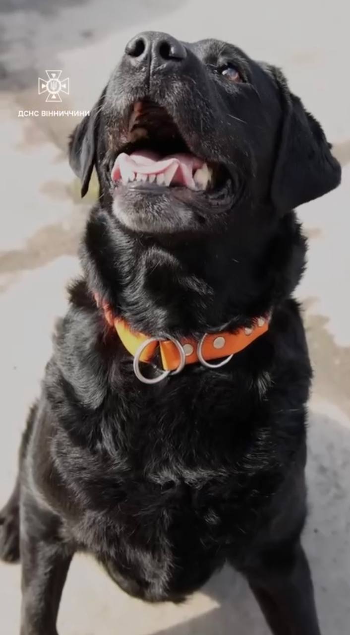 У Вінниці на пенсію провели пса-рятувальника Норіса