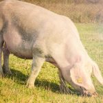 На Вінниччині зафіксували африканську чуму свиней: введено карантин