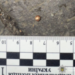 Стрілянина у Вінниці: поранено 54-річного чоловіка