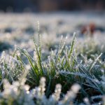 На Вінниччині очікуються сильні заморозки: оголошено помаранчевий рівень небезпеки