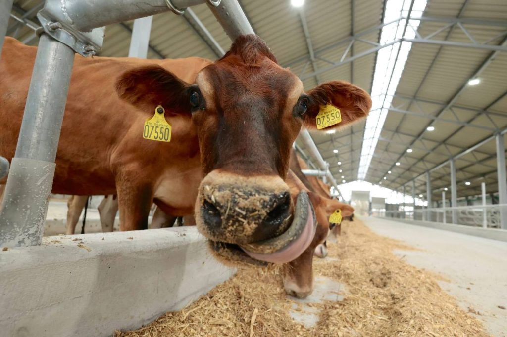 На Вінниччині відкрили першу під час війни молочну ферму