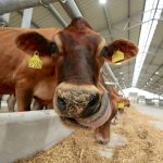 На Вінниччині відкрили першу під час війни молочну ферму