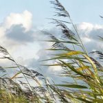 На Вінниччині оголосили жовтий рівень небезпеки: очікуються сильні пориви вітру