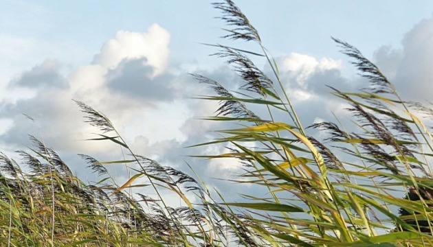 На Вінниччині оголосили жовтий рівень небезпеки: очікуються сильні пориви вітру