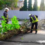 У Вінниці дерево впало на проїжджу частину: рух транспорту відновили