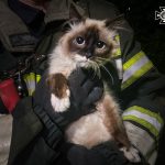 На Вінниччині надзвичайники врятували тварин, які опинилися у пастці