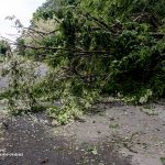 Негода на Вінниччині: повалені дерева частково перекрили автошляхи