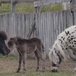 У Подільському зоопарку народилося лоша поні: малеча вже гуляє у вольєрі