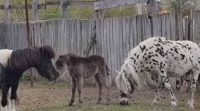 У Подільському зоопарку народилося лоша поні: малеча вже гуляє у вольєрі