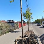 Нові сакури, клени та липи: як озеленюють Вінницю цієї весни