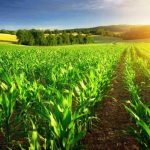 На Вінниччині прогнозують хороший урожай озимої пшениці