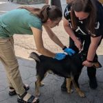 У Вінниці безкоштовно вакцинували від сказу понад 3400 котів і собак