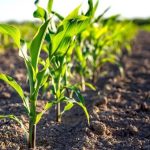 Аграрії Вінниччини прогнозують хороший урожай у 2026 році