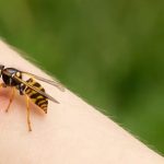 На Хмельниччині хлопець помер після укусу бджоли