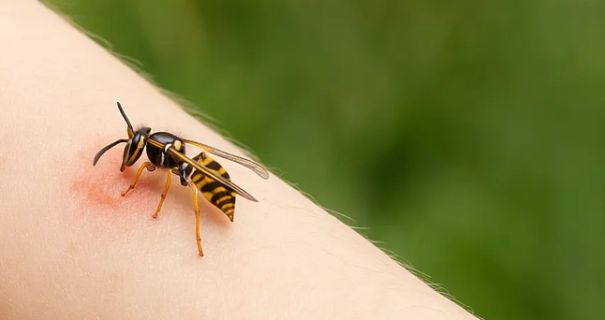 На Хмельниччині хлопець помер після укусу бджоли