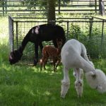 У Подільському зоопарку народилося незвичайне маля альпаки: батьки чорно-білі, а донечка — руда