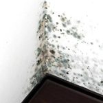 Чим небезпечна пліснява в оселі та як її позбутися