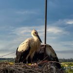 Лелека проколов крило на водонапірній вежі: на Вінниччині птаха врятували надзвичайники