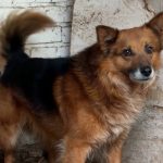 Вінницький притулок для собак шукає родини для своїх підопічних: волонтери розповіли про щоденну боротьбу за життя тварин