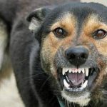 У Калинівці підтвердили випадок сказу у домашньої тварини