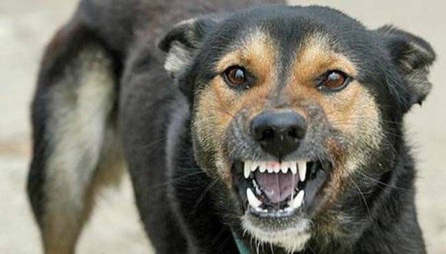 У Калинівці підтвердили випадок сказу у домашньої тварини