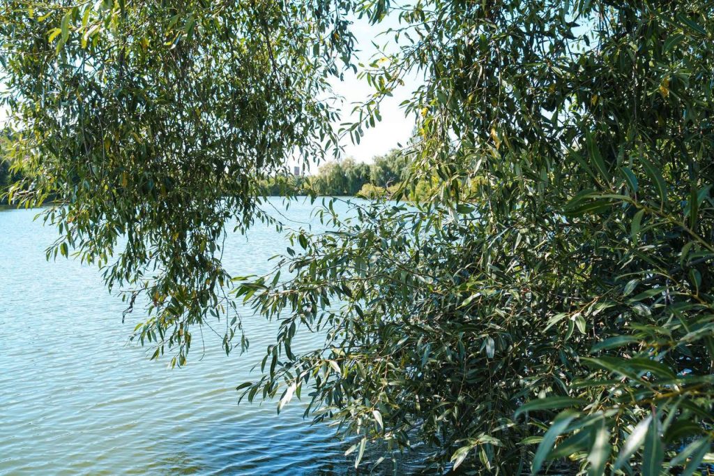 У Вінниці перекрили три труби, через які до Вишенського озера скидали нечистотиУ Вінниці перекрили три труби, через які до Вишенського озера скидали нечистоти