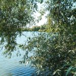 У Вінниці перекрили три труби, через які до Вишенського озера скидали нечистотиУ Вінниці перекрили три труби, через які до Вишенського озера скидали нечистоти