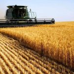 Аграрії Вінниччини обмолотили понад половину площ із зерновими