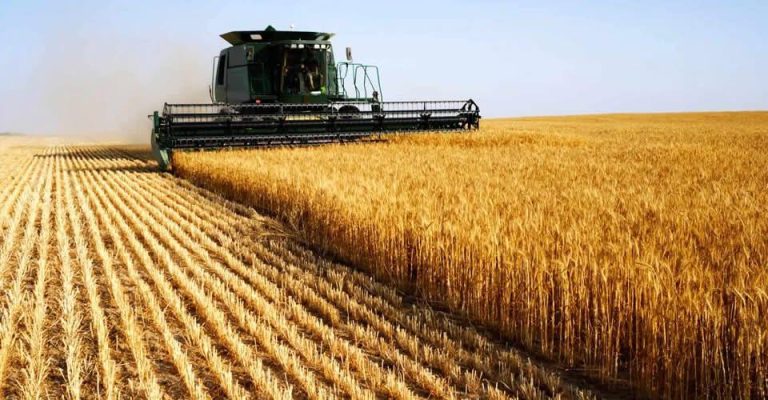 Аграрії Вінниччини обмолотили понад половину площ із зерновими